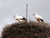 luznice_2007_1076